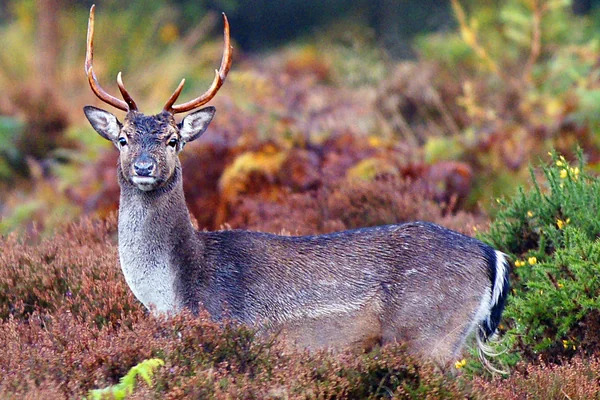 Fallow Deer, Forest of Dean, Gloucestershire