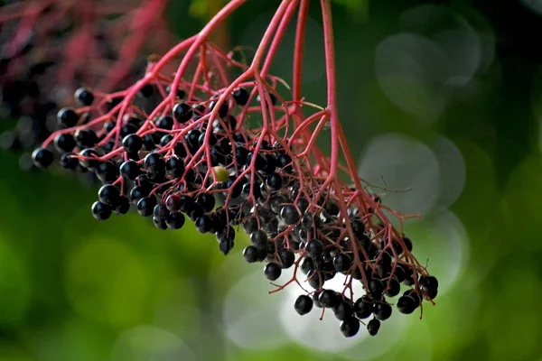 Bokeh Portre 2