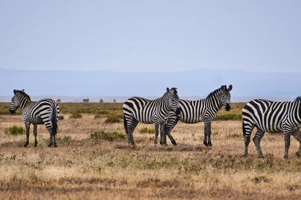 Afrika Vahşi Yaşamı 2
