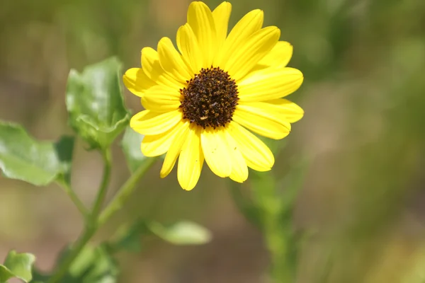 What's Blooming at KSC