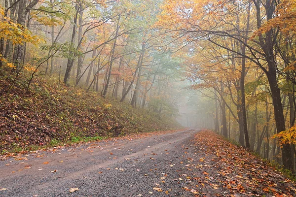 Misty Autumn Forest Road - Dolly Sods