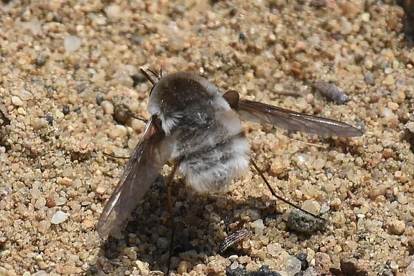 Kum Tepeleri 2