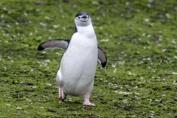 Penguen