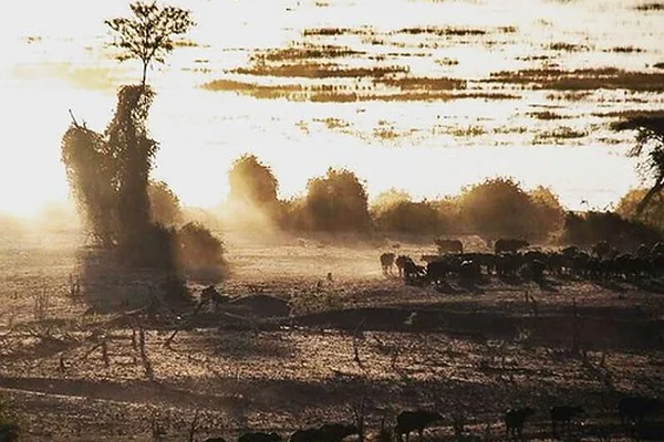 Buffalo herd at sunset on Chobe River. #thisischobe #Chobe #river #Botswana #sunset #travelmemo #safari #Africa #africatravel