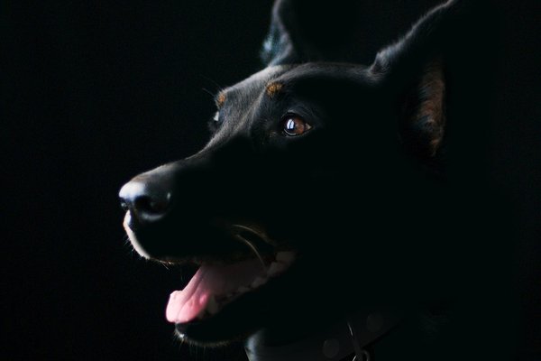 Köpek 4