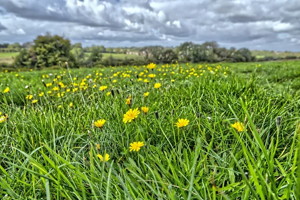 Meadow Flowers
