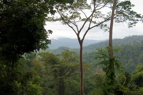 Palawan, Tropical jungle rainforest
