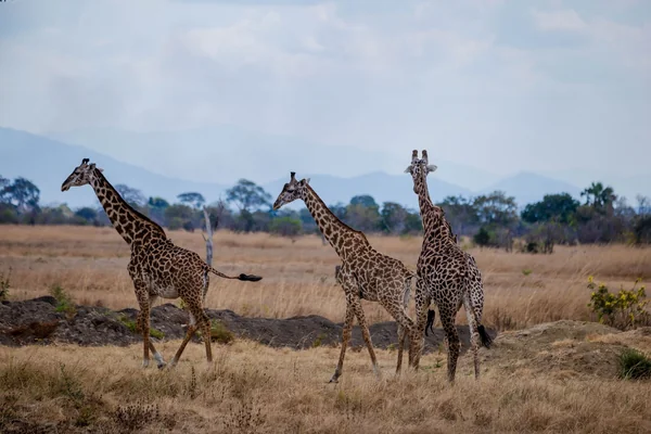 Afrika Safari