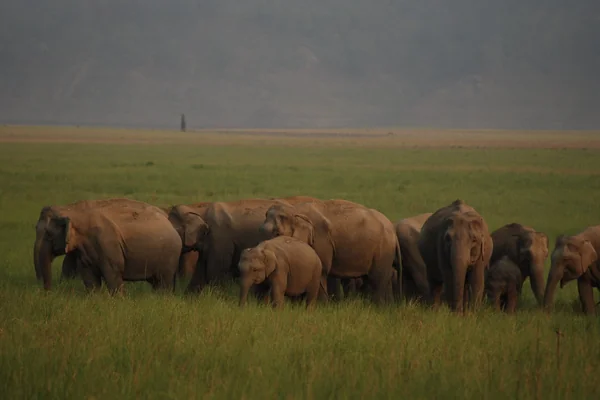 Wild Elephant Herd
