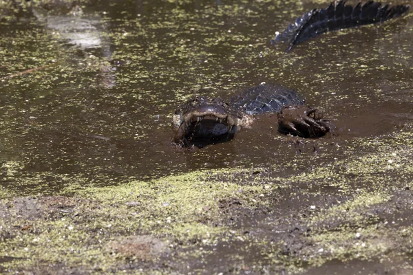Wildlife Photography - Alligators