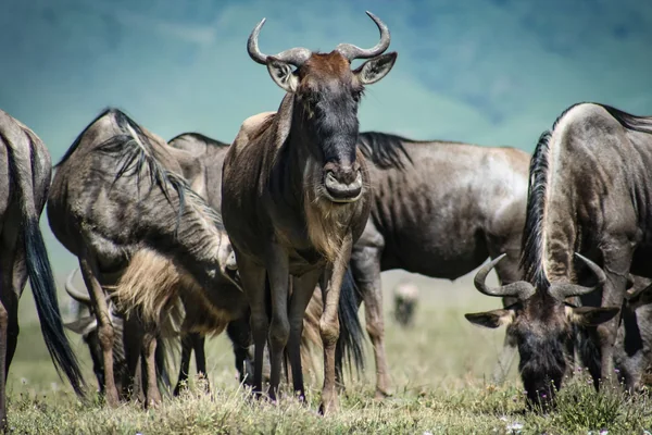 Afrika Safari