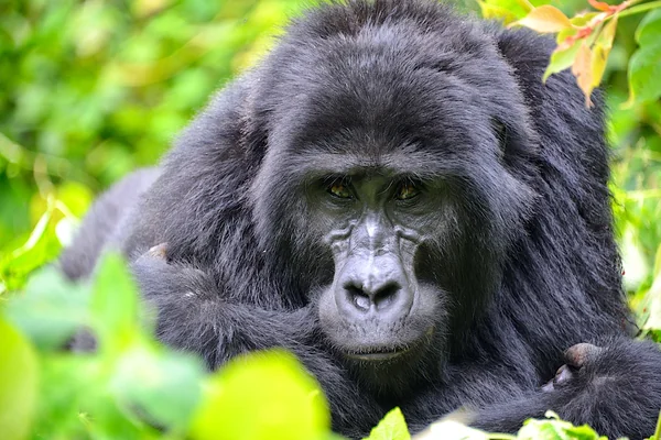 Mountain Gorilla, Bwindi, Uganda