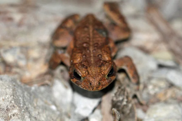 American Toad