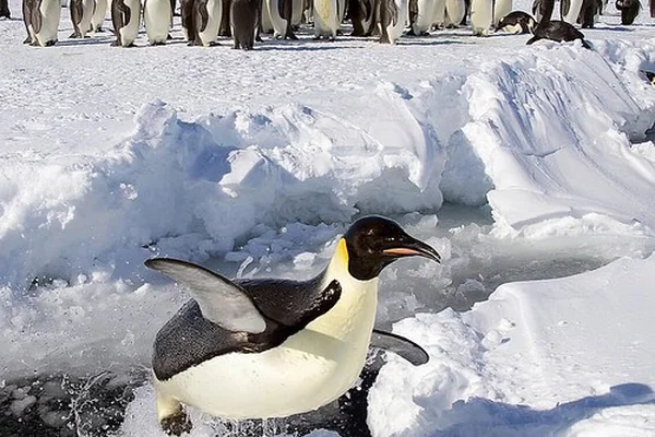 I can fly! #penguin #antarctica