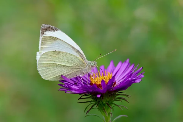 Sokak Fotoğrafçılığı 3