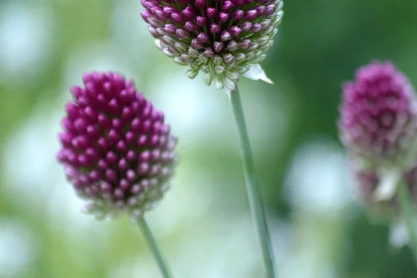 Bokeh Işık 3