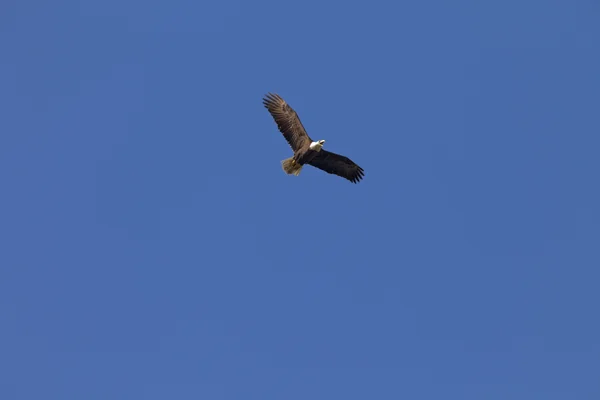 Nature Photography - Bald Eagles