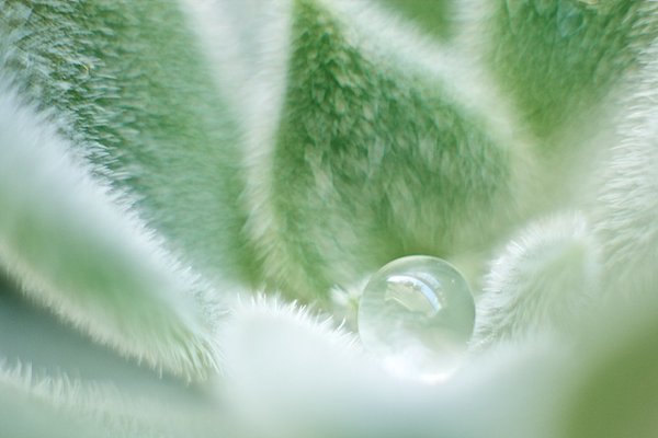 Parlak Spiral 7