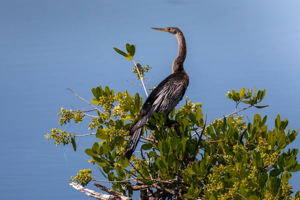 Creative Photography - Wildlife - Birds