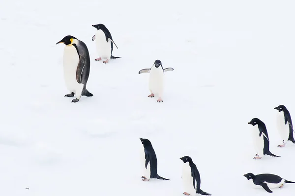 Penguen
