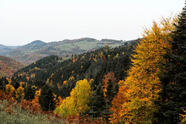 Sonbahar Ormanı