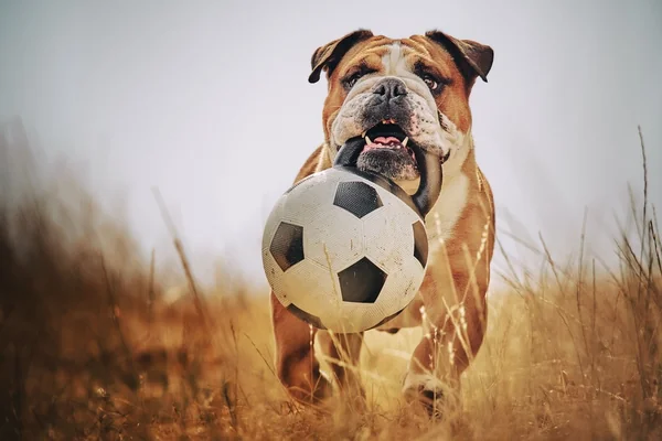 Futbol