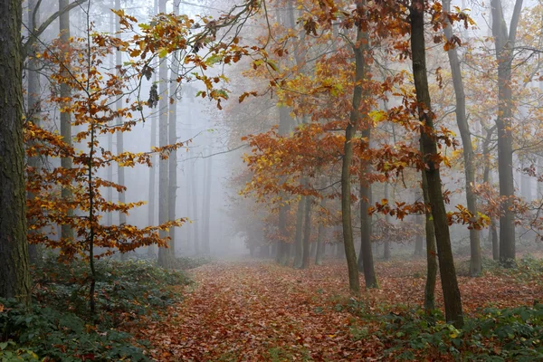 Sonbahar Ormanı 2