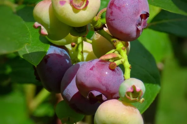 Smoothie 5