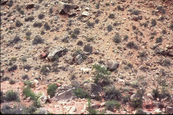018 Grand Canyon_Aerial of Burro Damage 1975
