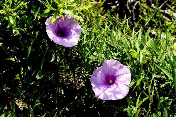 KENNEDY SPACE CENTER, FLA.  - Wildflowers resembling petunias stand out against the deep green of the marsh foliage at KSC, which shares a boundary with the National Merritt Island Wildlife Refuge. Approximately one half of the Refuge's 140,000 acres consists of brackish estuaries and marshes. The remaining lands consist of coastal dunes, scrub oaks, pine forests and flatwoods, and palm and oak hammocks.