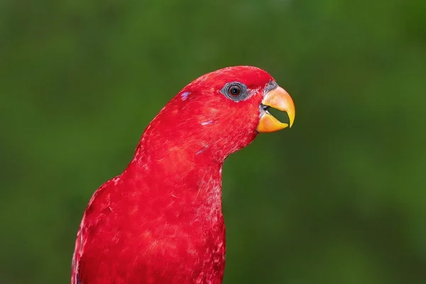 Bali 3