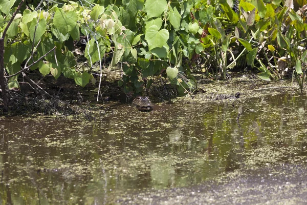 Wildlife Photography - Alligators