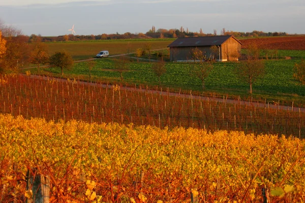Flaming vineyards in Franconia (Franken)