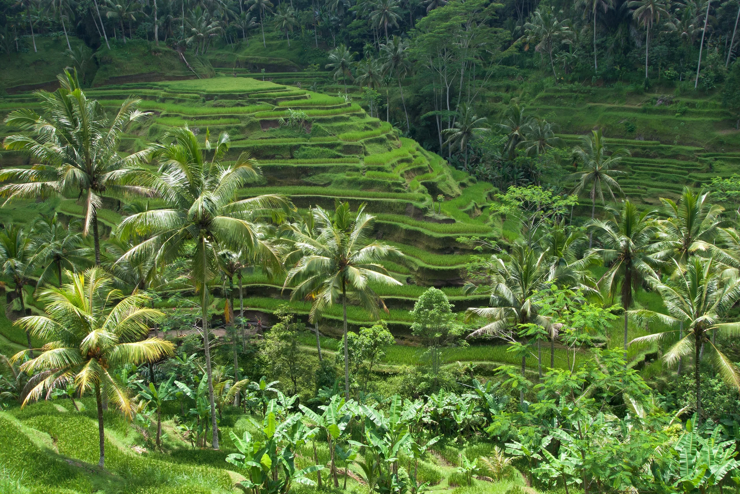 Bali 4