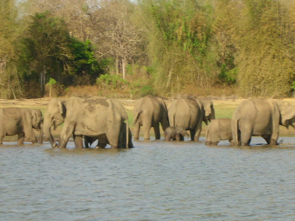Elephant herd