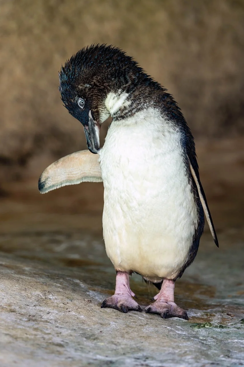 Penguen 2