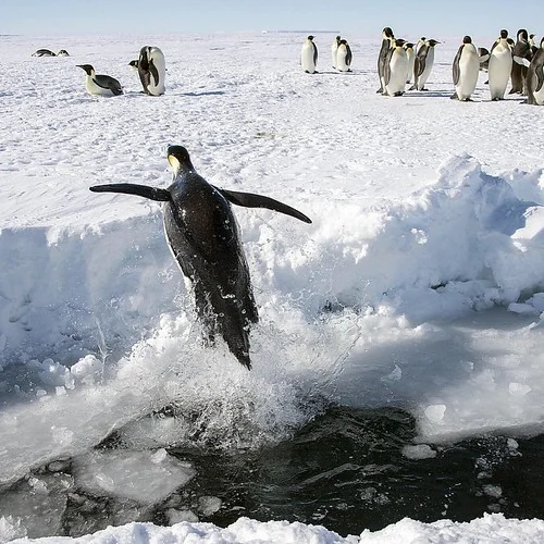 I can fly! #penguin #antarctica