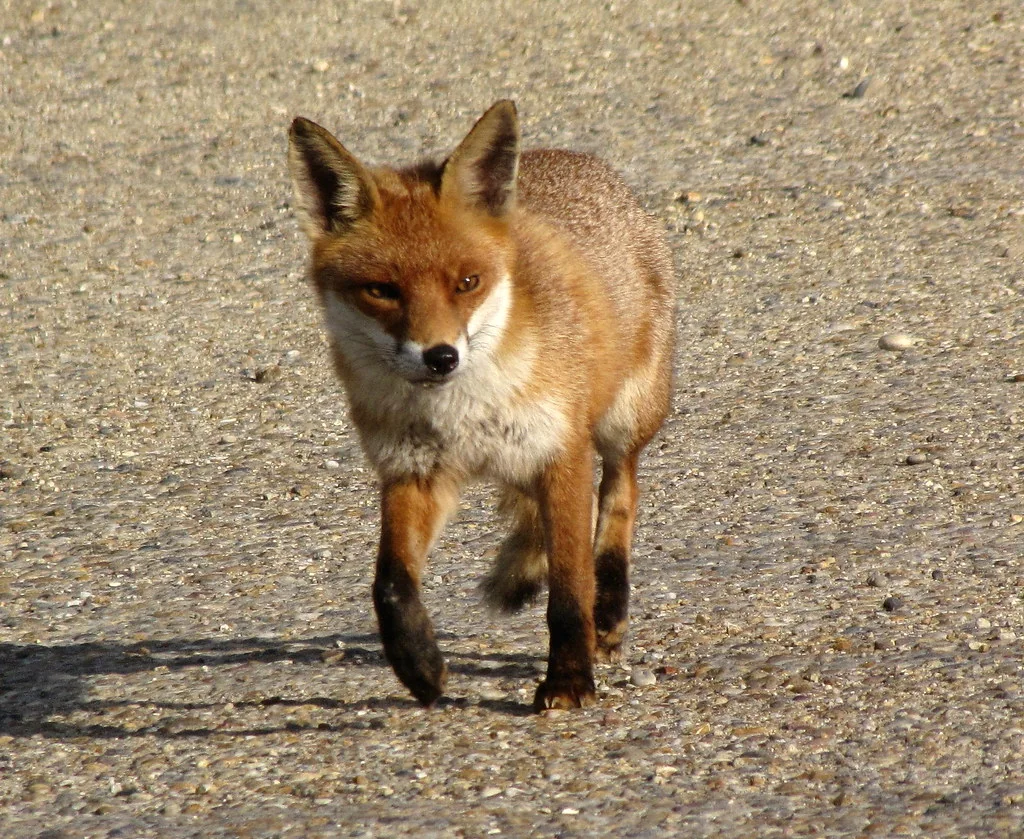 fox