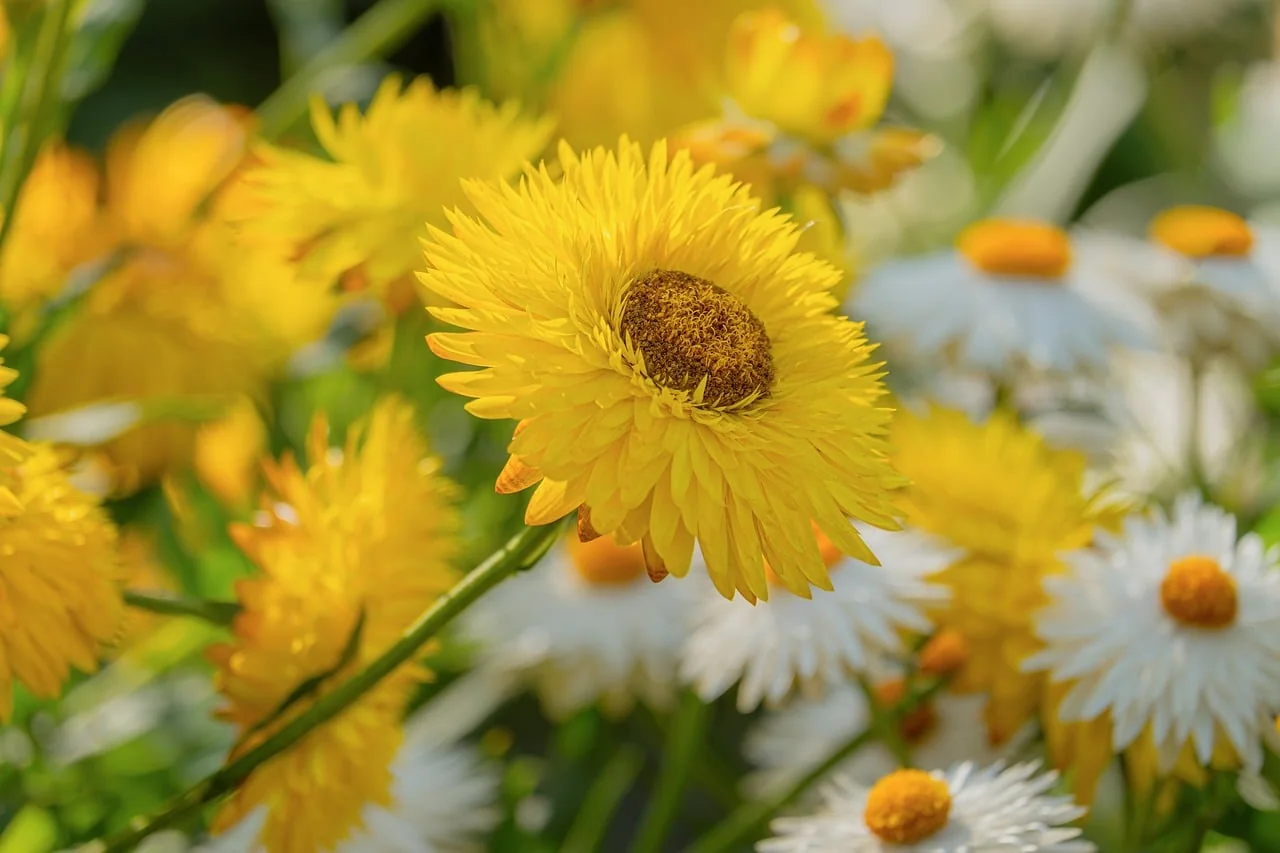 Bokeh Işık 5