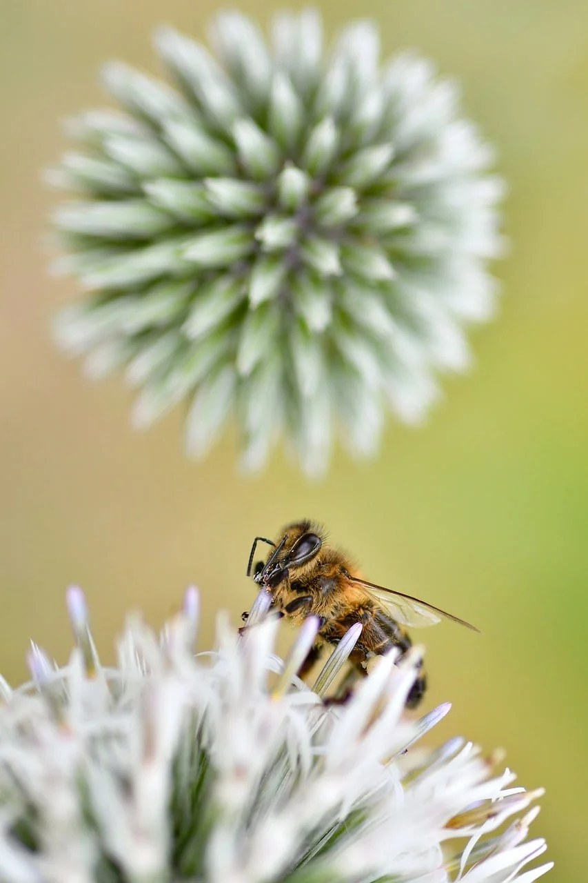 Bokeh Işık