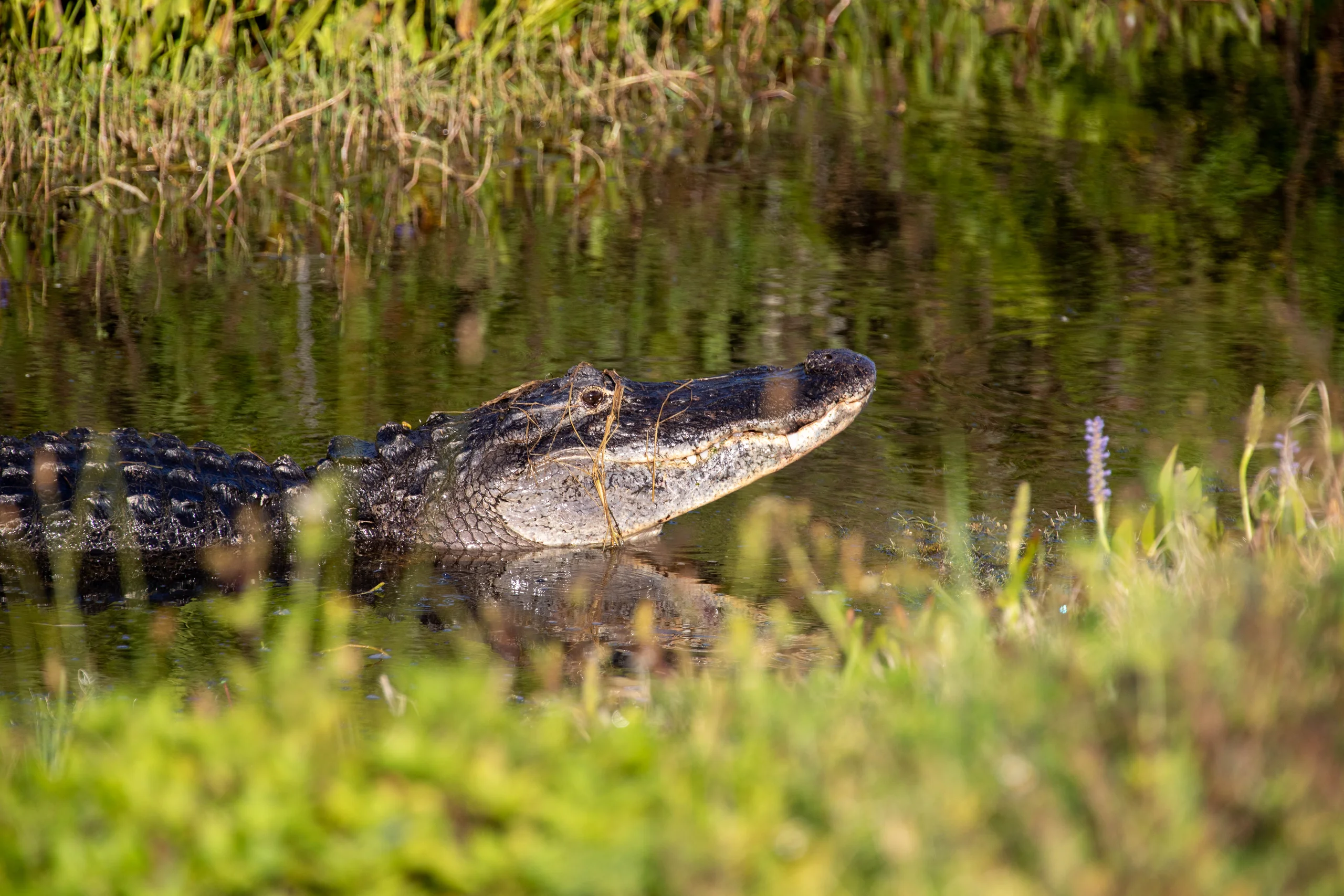 Wildlife at KSC
