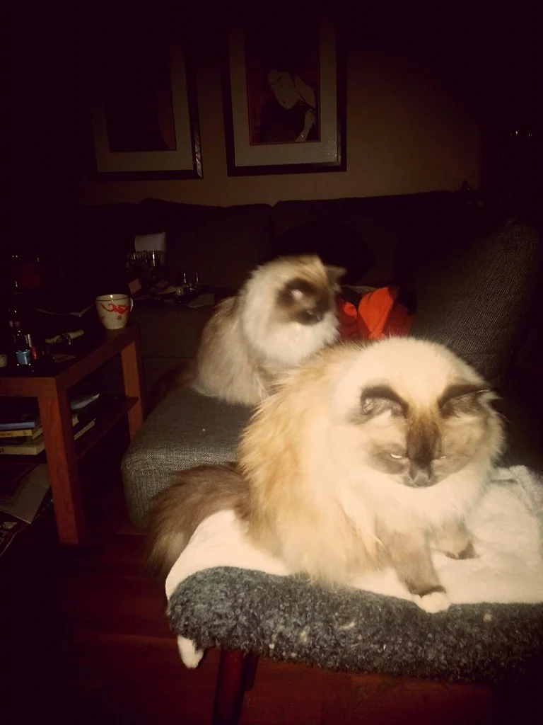 Good morning, boys :). And good morning all the rest of you out there :). Now, time for the GYM: Gratitude - Yoga - Meditation! — #DeshiTheCat #UchiTheCat #CatsOnPath #BirmaSpirit #cat #cats #birma #birman #holybirma #holybirman #katt #katze #gato #neko #