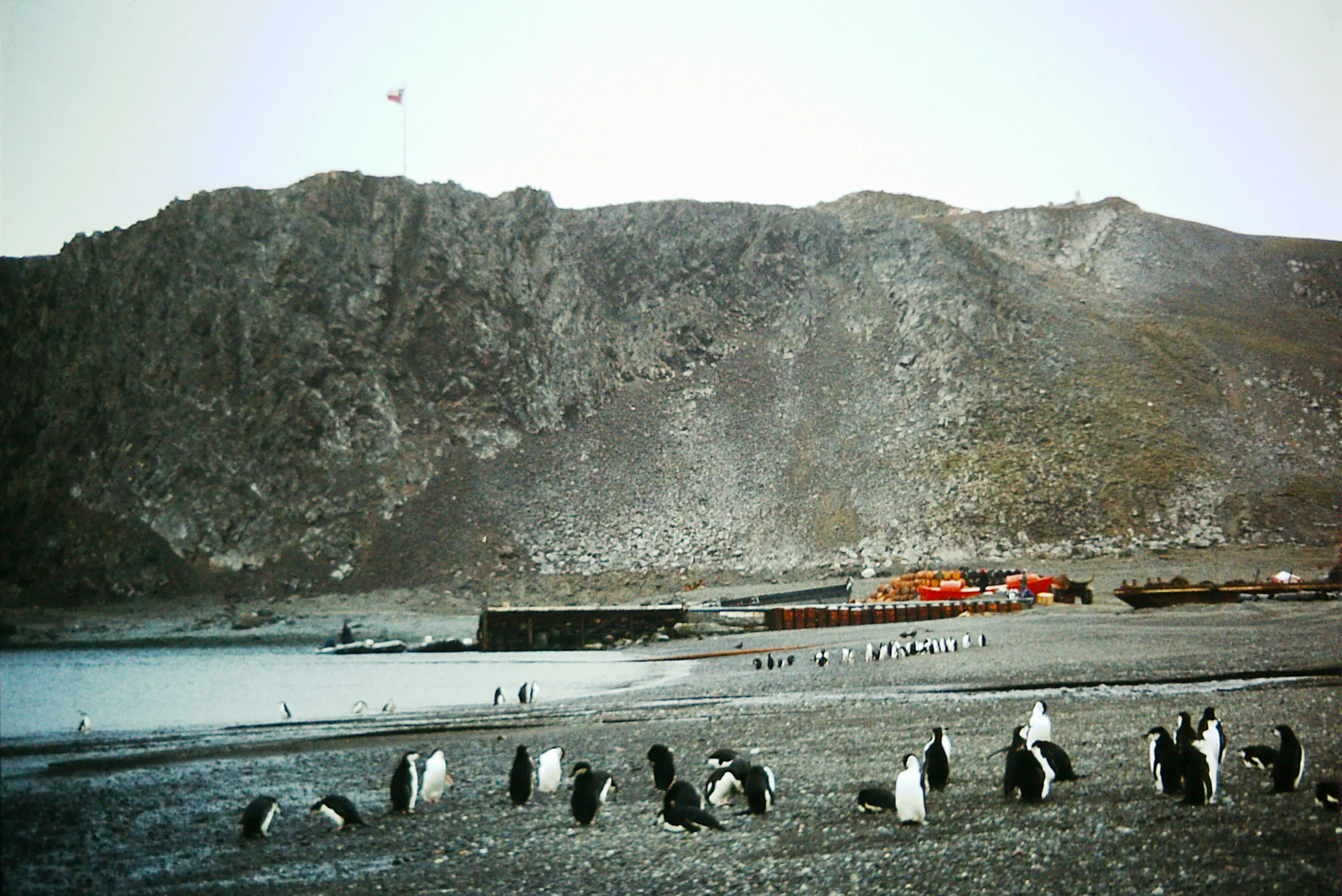 Penguins Antarctica