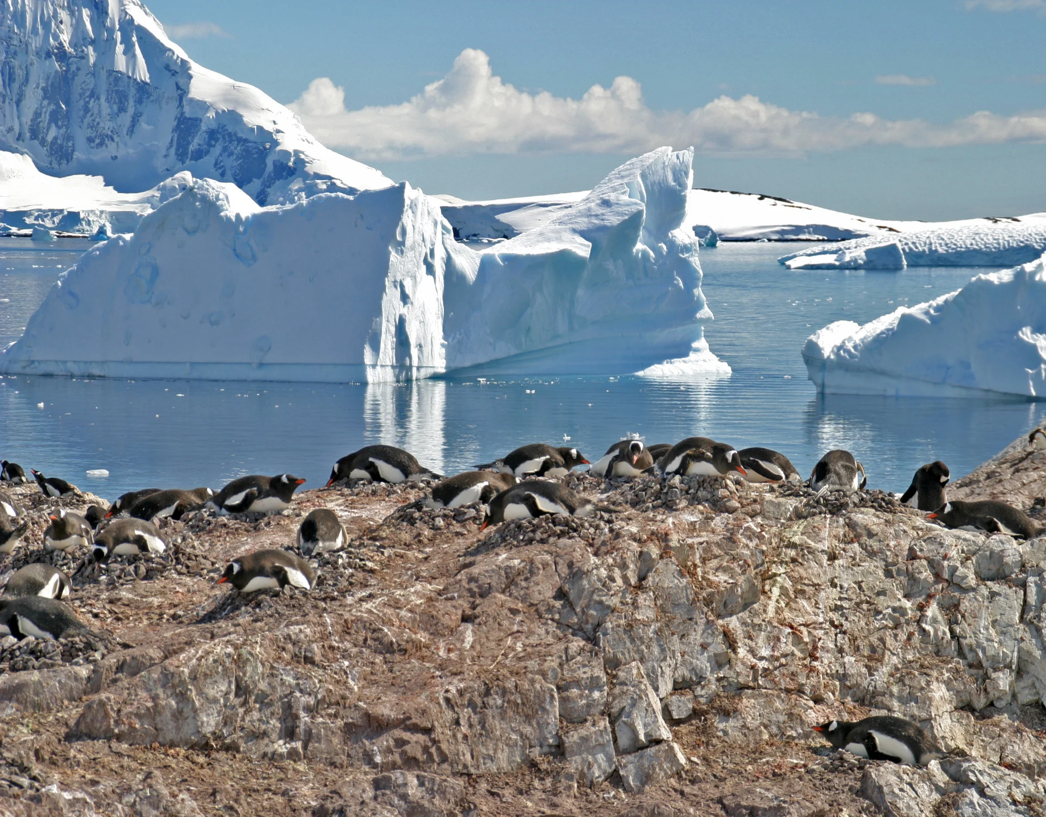 00 0018 Breeding colony of Gentoo Penguins (Antarctica)