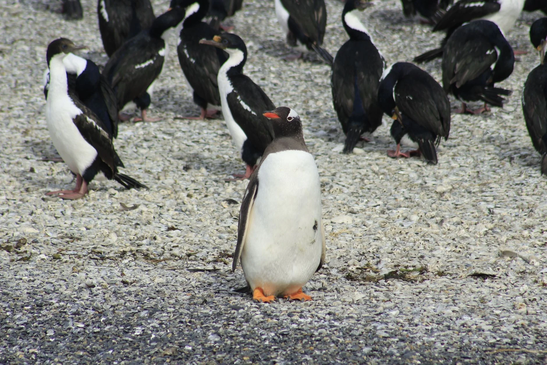 Penguen 5