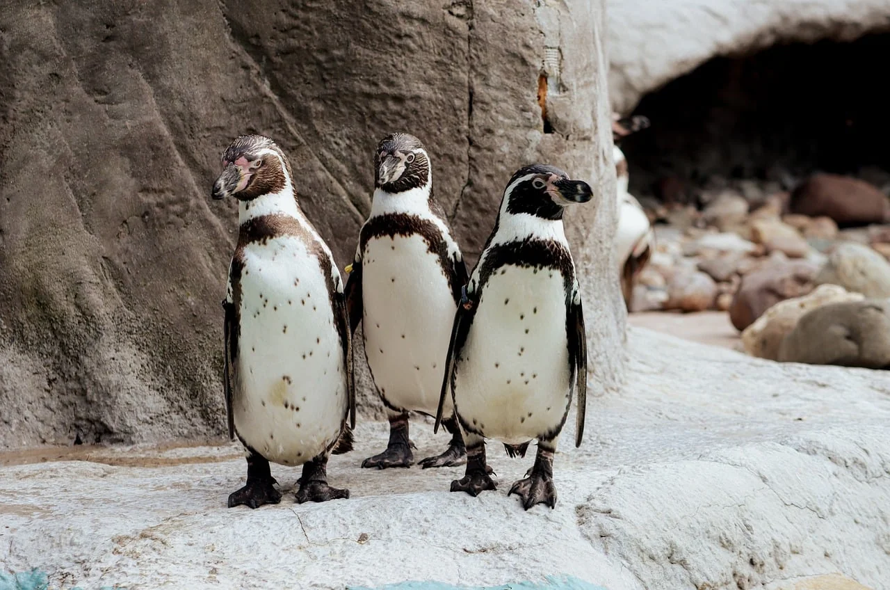 Penguen 2