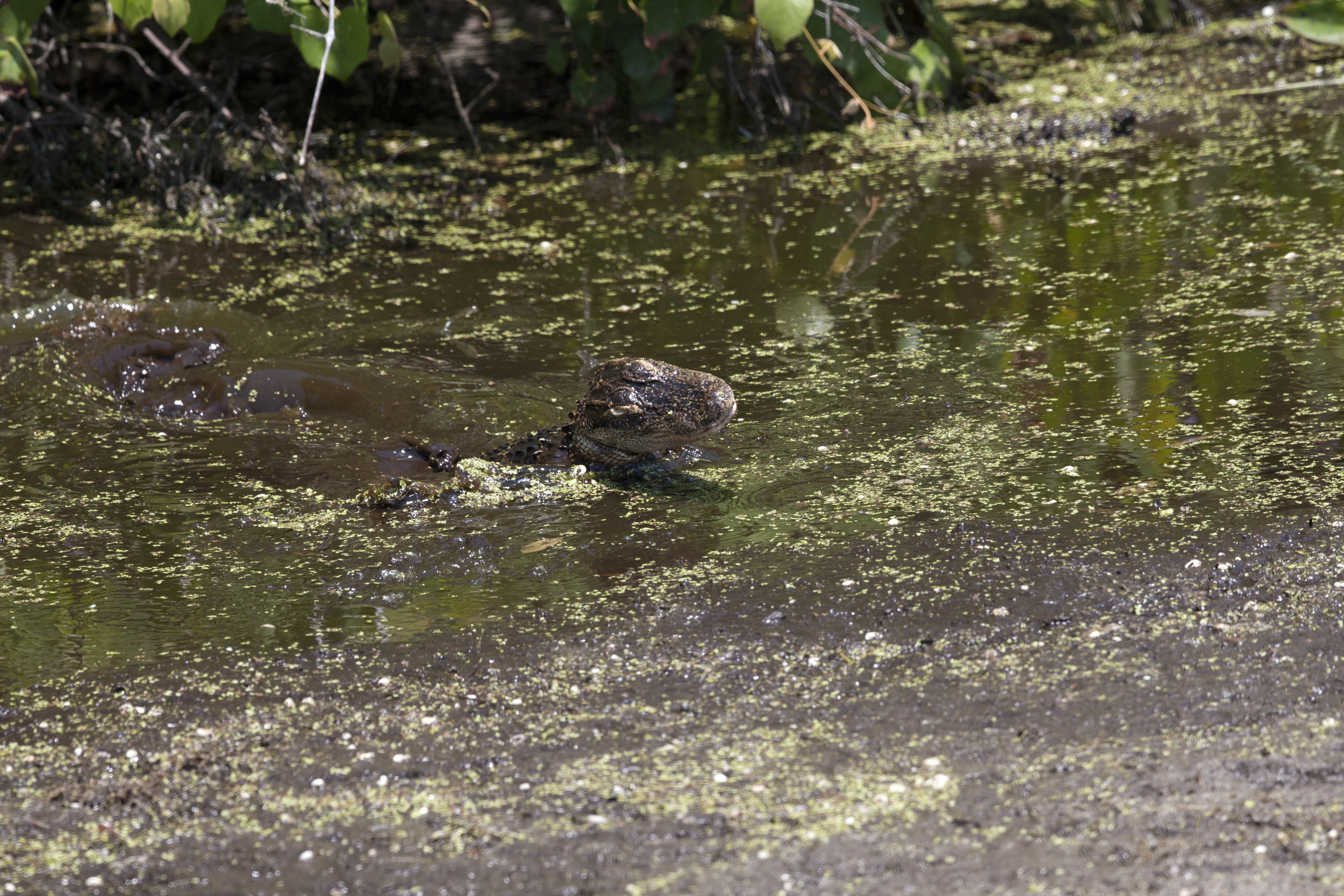 Wildlife Photography - Alligators