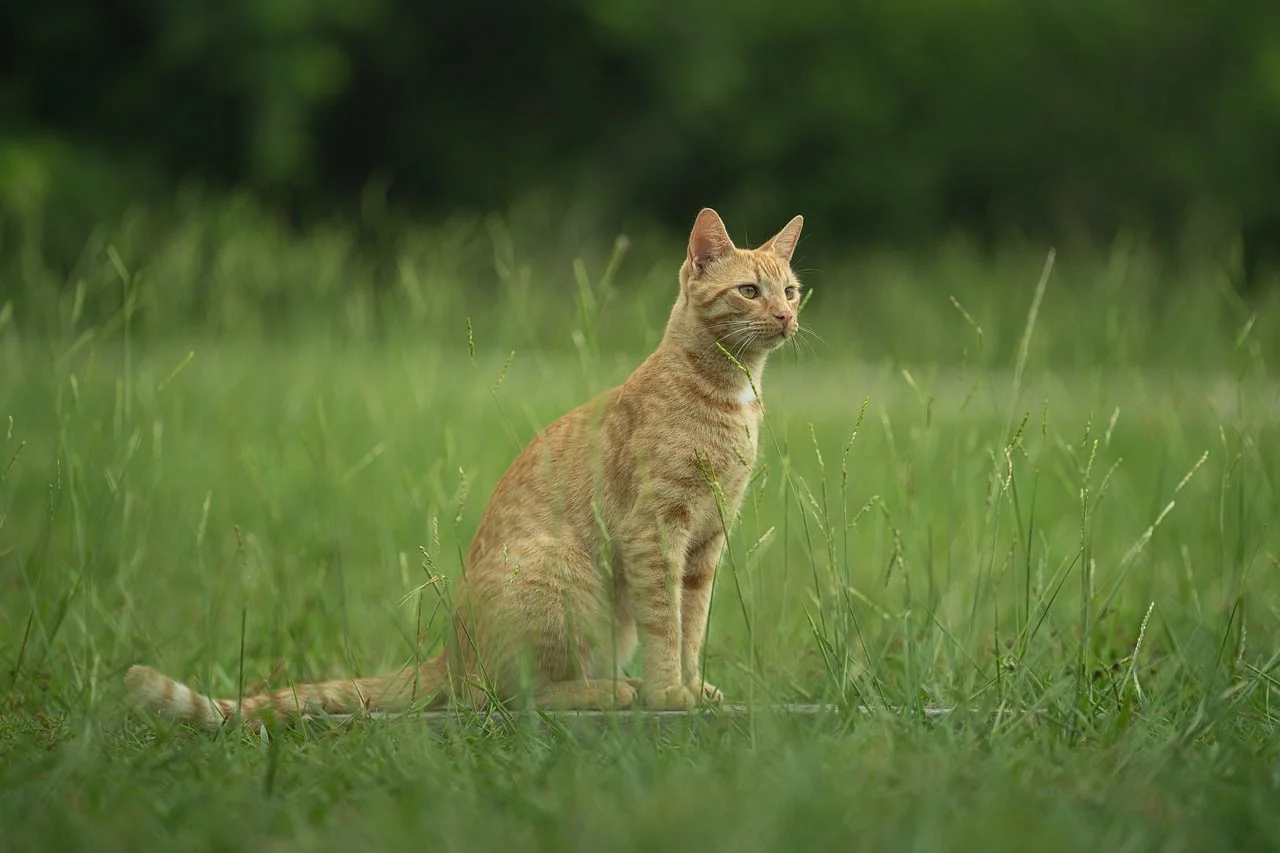 Bokeh Portre 3