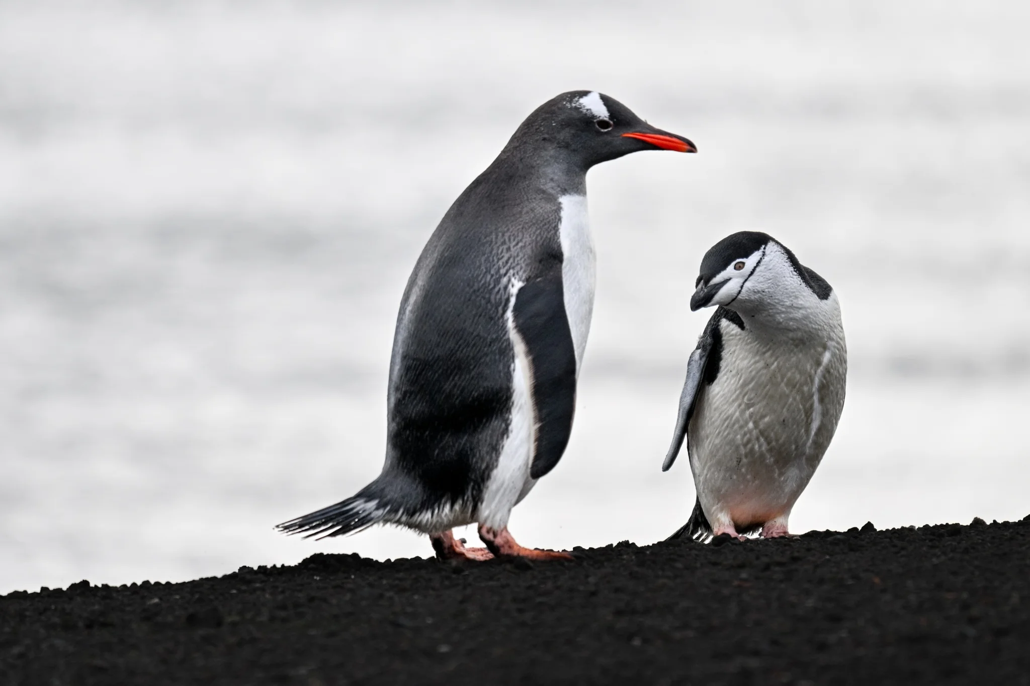 Gentoo and Chinstrap Penguin, Antarctica imported from iNaturalist photo 462803717