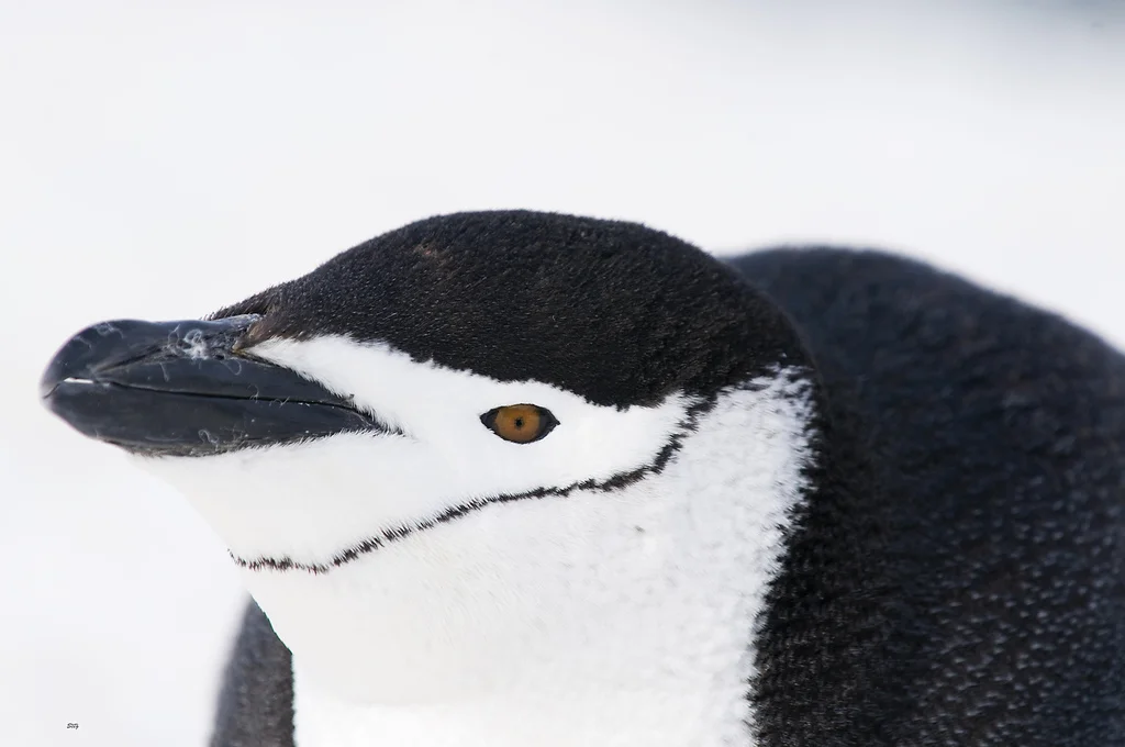 Penguen 3